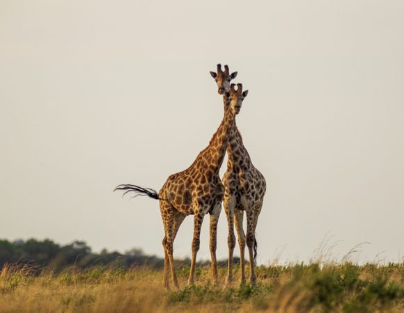 5 Days Nairobi and Masai Mara Safari (Mara Bush Camp)