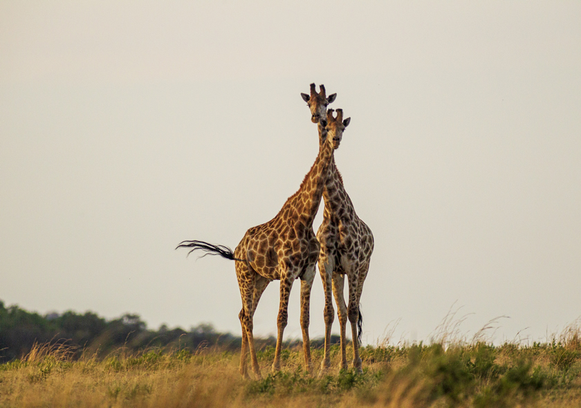5 Days Nairobi and Masai Mara Safari (Mara Bush Camp)