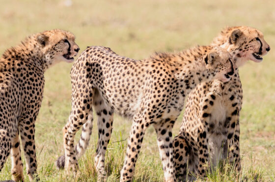 5 Days Nairobi and Masai Mara Safari Ashnil Mara