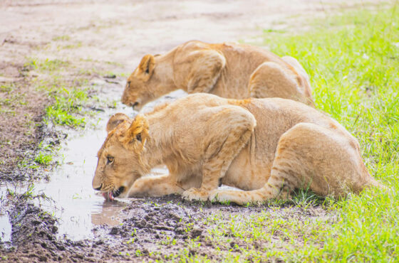 5 Days Nairobi and Masai Mara Safari (Mara Bush Camp)