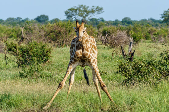 The Ultimate Guide to Kenya’s Family-Friendly Safaris