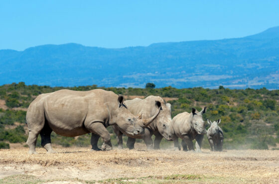 Luxury Family Safaris: Where Elegance Meets Exploration