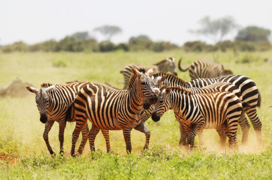 Finding the Best Safari Experience for Your Family