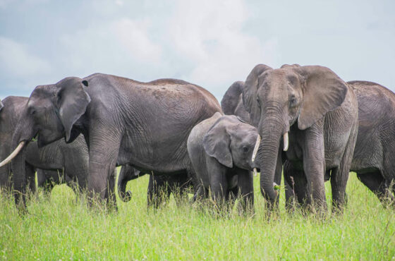 5 Days Nairobi and Masai Mara Safari (Muthu Keekorok Lodge)