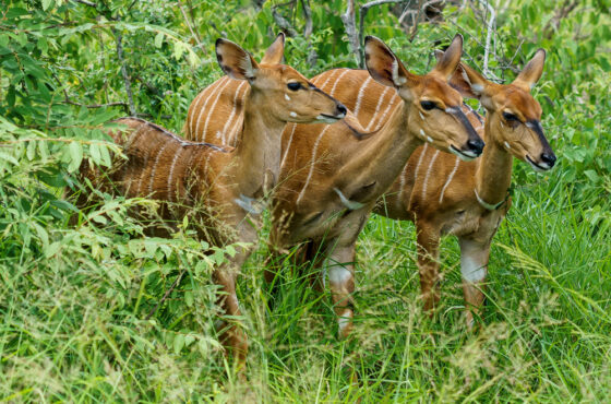 10 Nights Kenya Safari & Scenic Tour