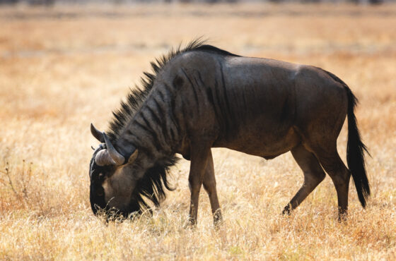 5 Nights Kenya Safari & Scenic Tour