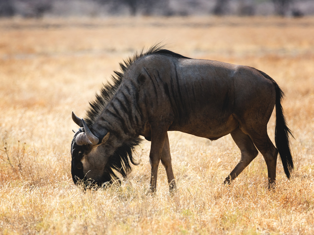 5 Nights Kenya Safari & Scenic Tour
