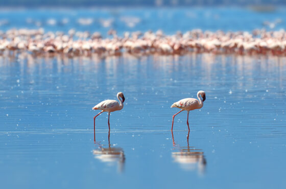 5 Nights Luxury Safari