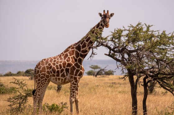 Kenya Safari & Scenic Tour