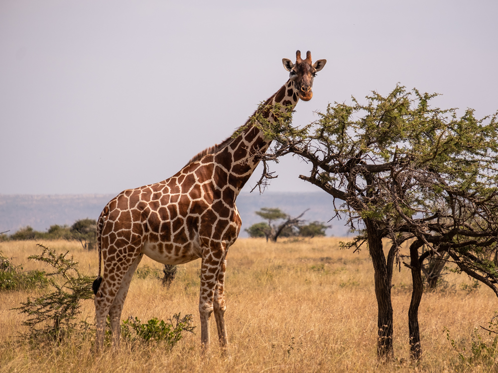 Kenya Safari & Scenic Tour