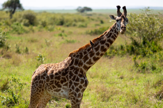 9 Days Kenya Sarova Circuit