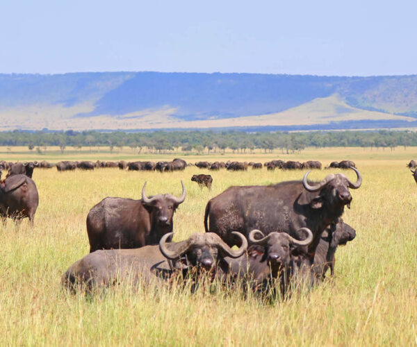9 Days Safari in Tanzania