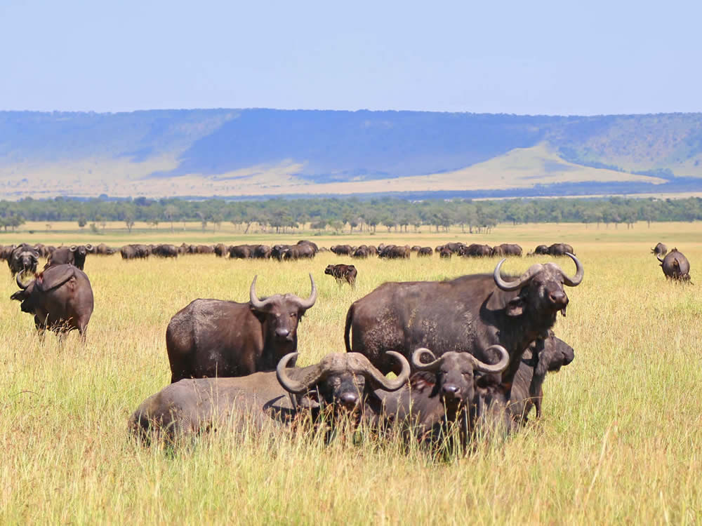 9 Days Safari in Tanzania